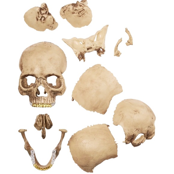 Supreme 21 Piece Human Skull Model / Puzzle With Embossed Logo Teeth - Picture 4 of 7